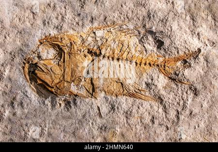 The fossilized prehistoric fish - Hoplopteryx in a stone Stock Photo