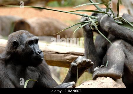 Ape is trying to find ants with a long grass straw while the other in the back is eating long grass. Stock Photo