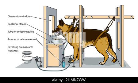 Pavlov’s Dog Experiment Illustration of the psychological study -realistic, not cartoon themed. Diagram of dog feeding station with measuring devices. Stock Photo