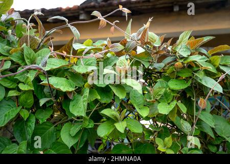 Paederia Foetida or Skunkvine Creeper with Leaves, Also Known as Stinkvine or Chinese Fever Vine. Paederia foetida has many medicinal value. Stock Photo