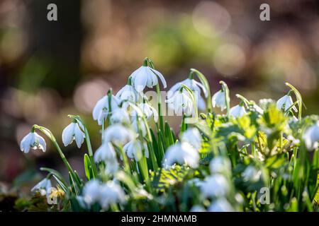 Snowdrops growing on the edge of woodland in Sussex Stock Photo