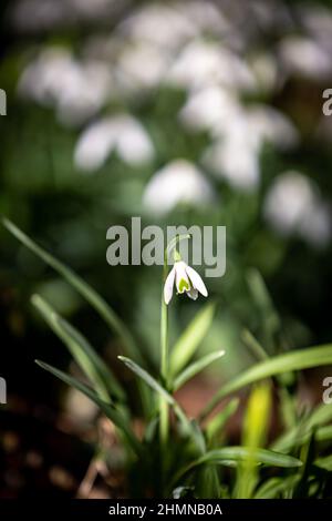 A Snowdrop flower in the winter sunshine Stock Photo