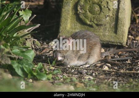 A wild brown rat Rattus norvegicus eating in a garden in the United Kingdom Stock Photo
