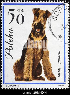 Dog Airedale terrier on polish stamp Stock Photo