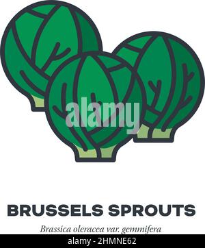 Brussels Sprouts cabbage vegetable icon, outline with color fill style vector illustration Stock Vector