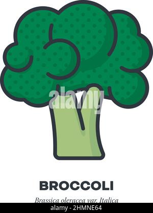 Broccoli cabbage vegetable icon, outline with color fill style vector illustration Stock Vector