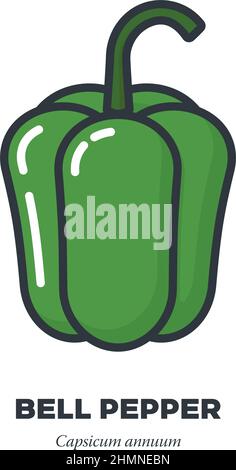 Green bell pepper vegetable icon, outline with color fill style vector illustration Stock Vector