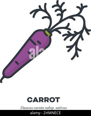 Purple carrot root vegetable icon, outline with color fill style vector illustration Stock Vector