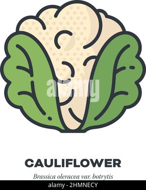 Cauliflower cabbage vegetable icon, outline with color fill style vector illustration Stock Vector