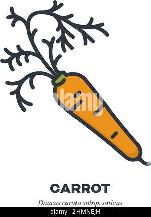 Orange carrot root vegetable icon, outline with color fill style vector illustration Stock Vector