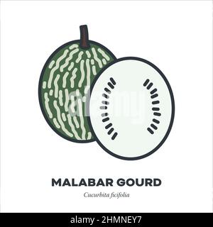Malabar gourd or shark fin melon vegetable icon, outline with color fill style vector illustration Stock Vector
