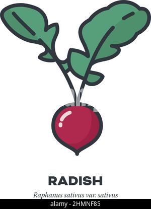 Red Globe radish root with leaves vegetable icon, outline with color fill style vector illustration Stock Vector