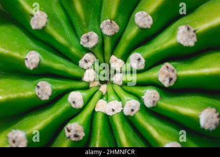 Close-up cactus detail and background. Stock Photo