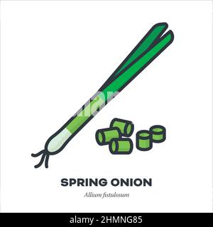 Spring onion vegetable icon, outline with color fill style vector illustration Stock Vector