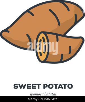 Sweet poato root vegetable icon, outline with color fill style vector illustration. Stock Vector