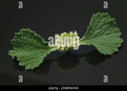 Gewöhnlicher Andorn, Marrubium vulgare, auch Weißer Andorn, Gemeiner Andorn, kurz Andorn, Helfkraut, Weißer Dorant, eine Pflanzenart aus der Gattung A Stock Photo