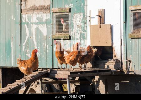 Chickens go up the chicken ladder to their mobile chicken coop Stock Photo