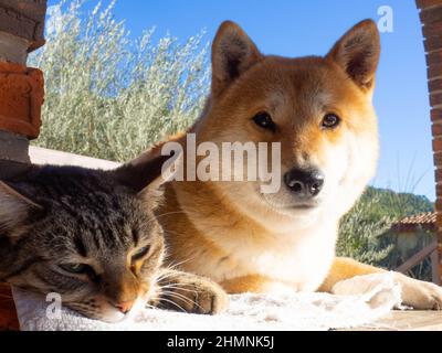 Shiba Inu puppy and his friend striped kitten Stock Photo