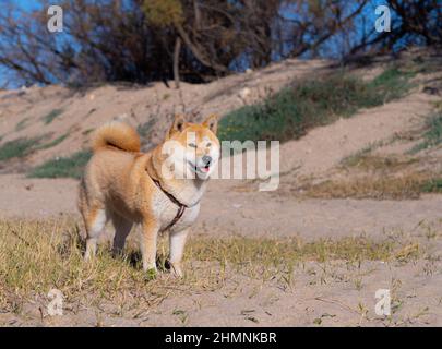 Shiba Inu puppy looks like a little fox Stock Photo
