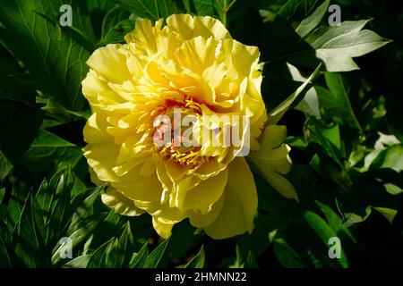 Paeonia Itoh Hybrid Group (Itoh hybrids) Garden Treasure. Yellow Intersectional Hybrids peony. Stock Photo