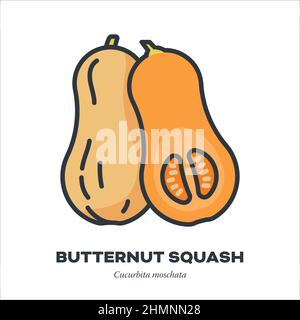 Butternut squash or pumpkin vegetable icon, outline with color fill style vector illustration Stock Vector
