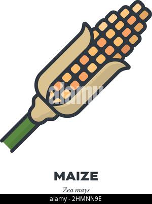 Maize plant, Corn cob vegetable icon, outline with color fill style vector illustration Stock Vector
