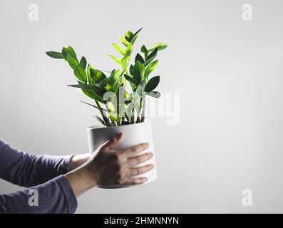 Hands holding zamioculcas, or zamiifolia zz plant in a white pot, home gardening and plant home decoration concept, copy space Stock Photo