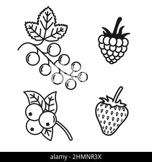 Vector contour drawing set of berry. Raspberries and strawberries, blueberries and currants. Packaging template. Bio berry tea, natural organic Stock Vector