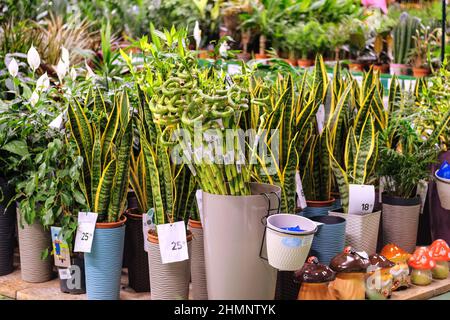 Decorative potted plants and bamboo are for sale. Garden shop with flowers and housplants. Flowers delivery for decoration. Stock Photo