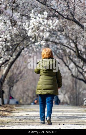 Woman walking along a path where on the sides, almond tree with branches full of white flowers in the El Retiro park in Madrid, in Spain. Europe. Stock Photo