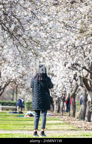 People surrounded by white flowers of almond trees in full bloom in spring in El Retiro park in Madrid, in Spain. Europe. Photography. Stock Photo