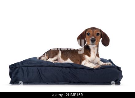 Adorable piebald Dachshund aka Teckel pup, laying down side ways on blue velvet pillow. Looking towards camera. Isolated on a white background. Stock Photo