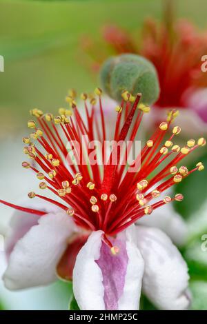 Acca sellowiana is a species of flowering plant in the myrtle family, Myrtaceae. It is widely cultivated as an ornamental tree and for its fruit. Comm Stock Photo