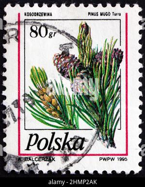 POLAND - CIRCA 1995: a stamp printed in Poland shows mountain pine, pinus mugo, is a species of conifer, native to high elevation habitats of South Eu Stock Photo