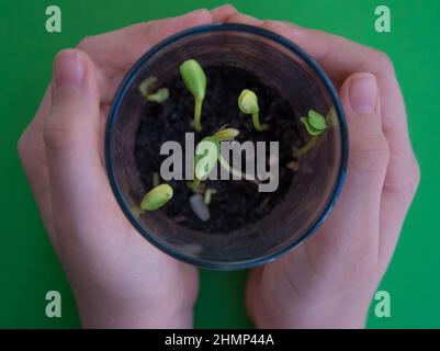 Small growing green plants in the spring Stock Photo
