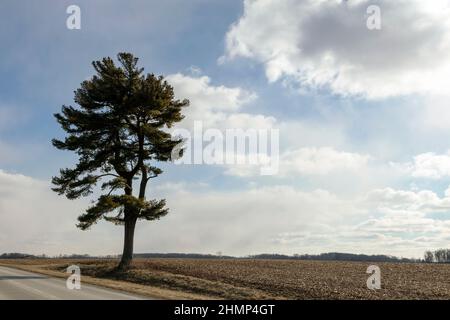 Eastern White Pine tree (Pinus strobus) along roadside, E USA, by James D Coppinger/Dembinsky Photo Assoc Stock Photo