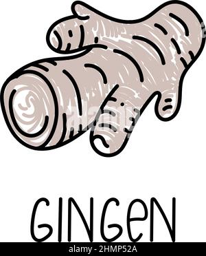 Ginger, hand-drawn doodle style element. Logo and emblem packaging design template - spices - ginger root. Logo. Stock Vector