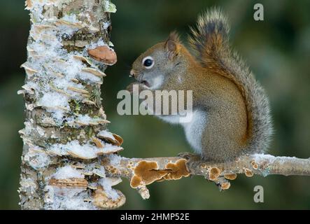American Red Squirrel (Tamiasciurus hudsonicus), perched on limb of dead tree, eating, E USA, by Skip Moody/Dembinsky Photo Assoc Stock Photo