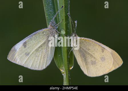 Cabbage White butterflies (Pieris rapae) resting on blade of dewy grass, E USA, by Skip Moody/Dembinsky Photo Assoc Stock Photo