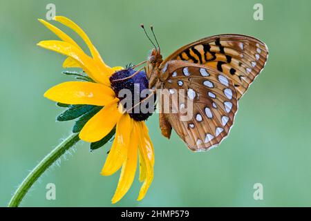 Great Spangled Fritillary Butterfly on Black-eyed Susan, E USA, by Skip Moody/Dembinsky Photo Assoc Stock Photo