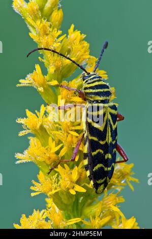 Locust Borer bug on Goldenrod flowers, Autumn, E USA, by Skip Moody/Dembinsky Photo Assoc Stock Photo