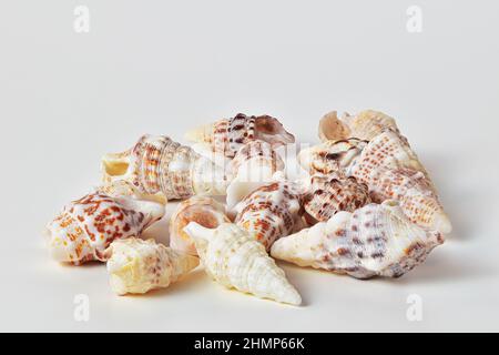 Beautiful collection of sea shells on white background, nice travel souvenir Stock Photo