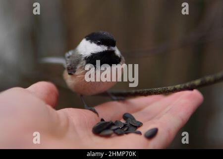 black capped chickadee perched on hand with black oil sunflower seeds Stock Photo