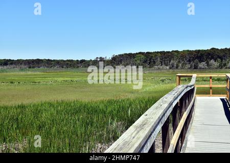Rustic Walkway Out into Coastal Marshes and Bird Sanctuary on Cape Cod Stock Photo