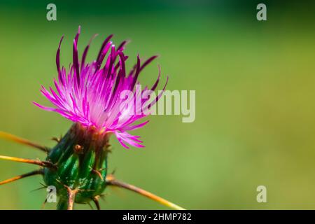 Pink milk thistle (Silybum Marianum) close up view on green meadow background. Stock Photo