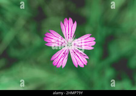 Single flower of Carthusian Pink (Dianthus carthusianorum). Green natural background. Stock Photo
