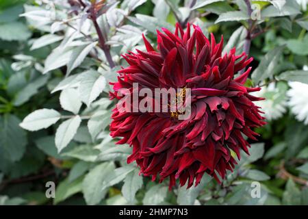 Dahlia 'Black Jack', large deep red semi cactus dahlia in September garden. UK Stock Photo