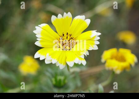 Layia elegans 'Tidy Tips' annual flower with distinctive white tips on yellow blossoms. UK Stock Photo