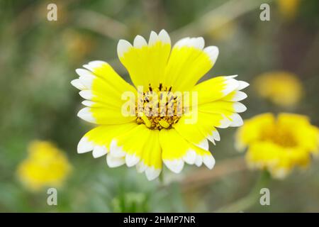 Layia elegans 'Tidy Tips' annual flower with distinctive white tips on yellow blossoms. UK Stock Photo