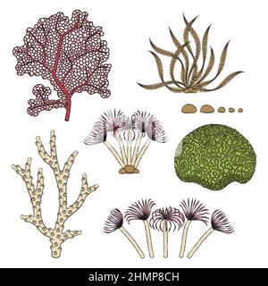 Set of color illustrations with corals and algae. Isolated vector objects on a white background. Stock Vector